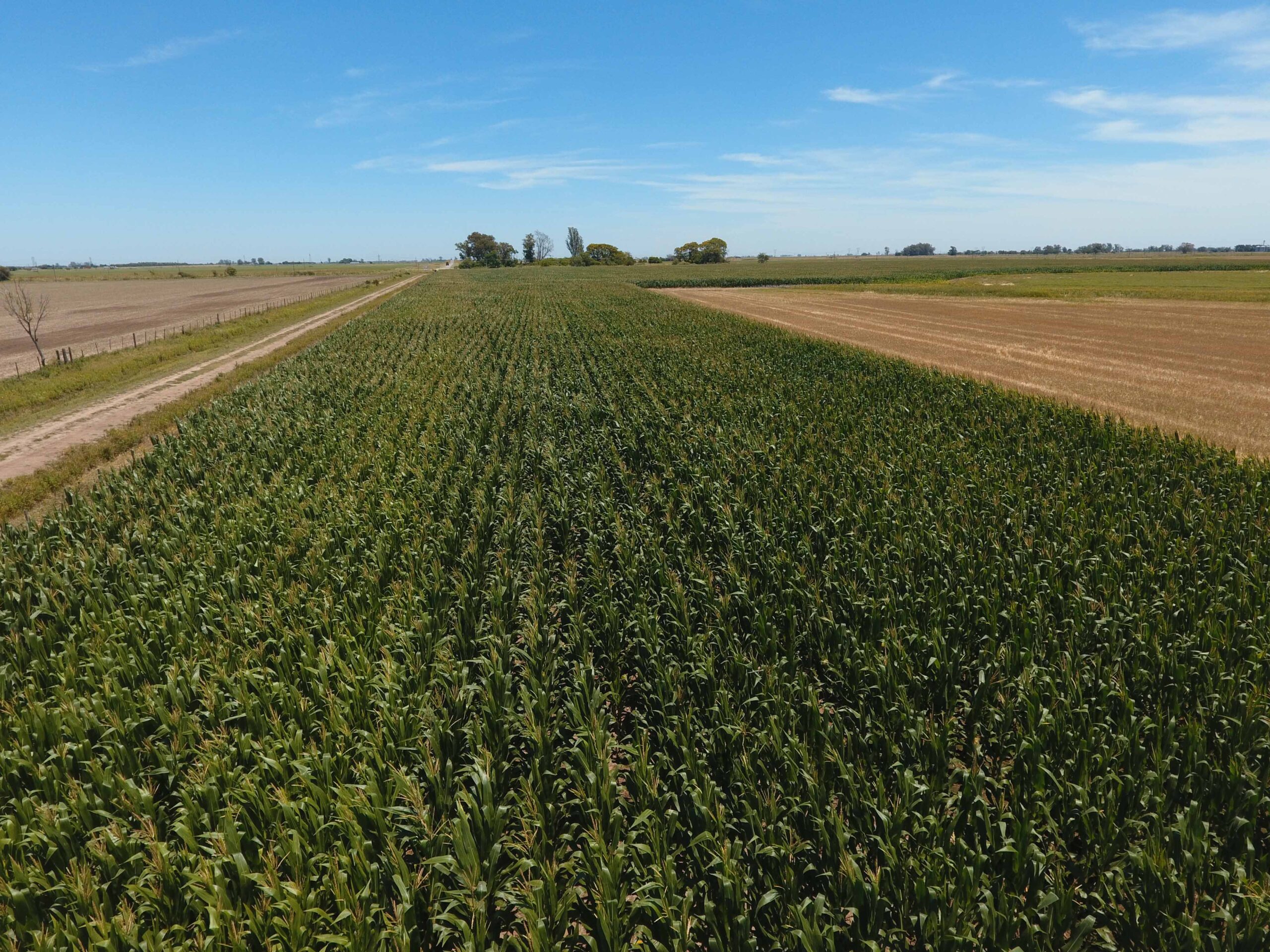 Pcia. De Santa Fe – Barrancas 900 Has