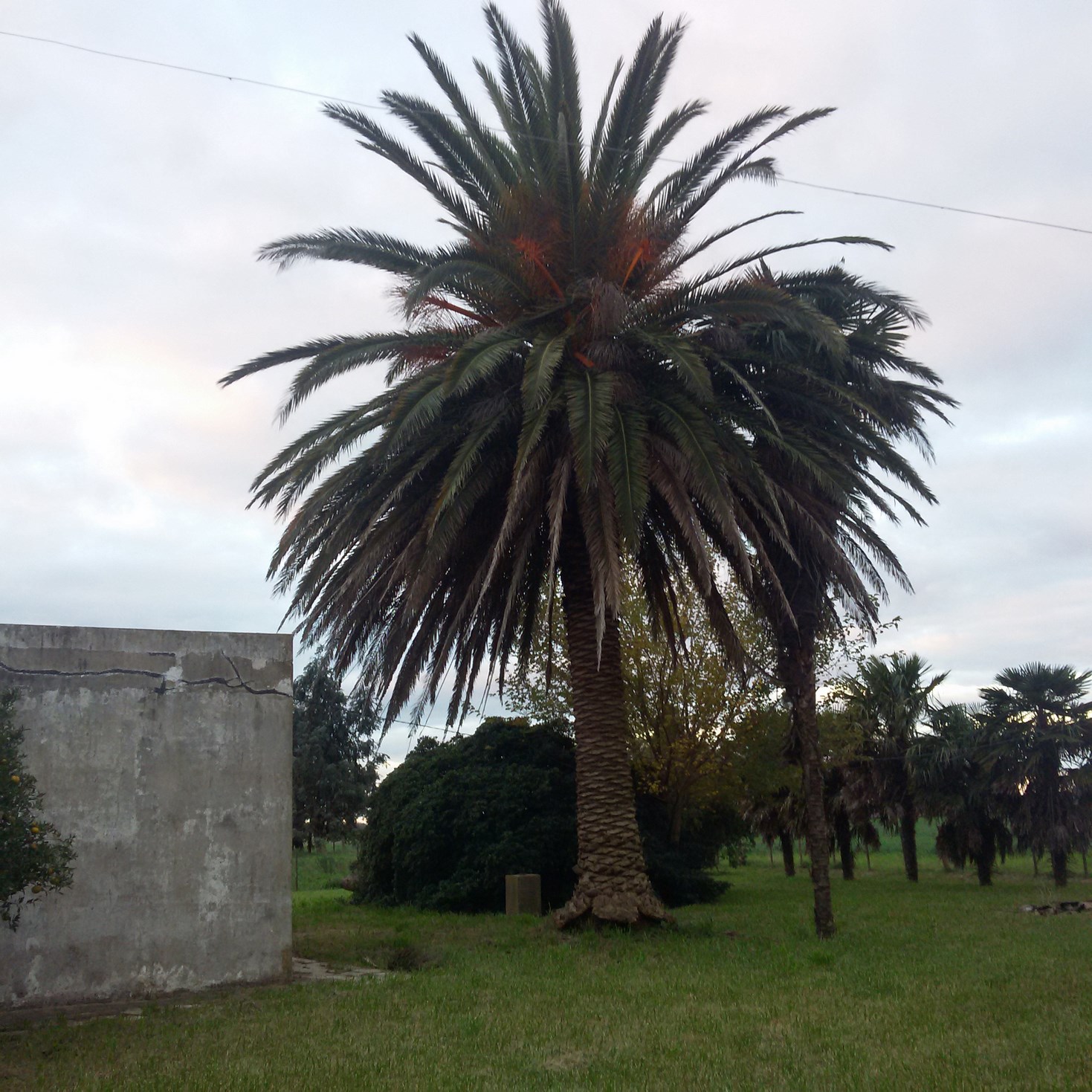 Chacra de 4 has con casa en Roque Perez