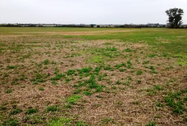 140 has agrícola. Rosario del Tala, Entre Ríos