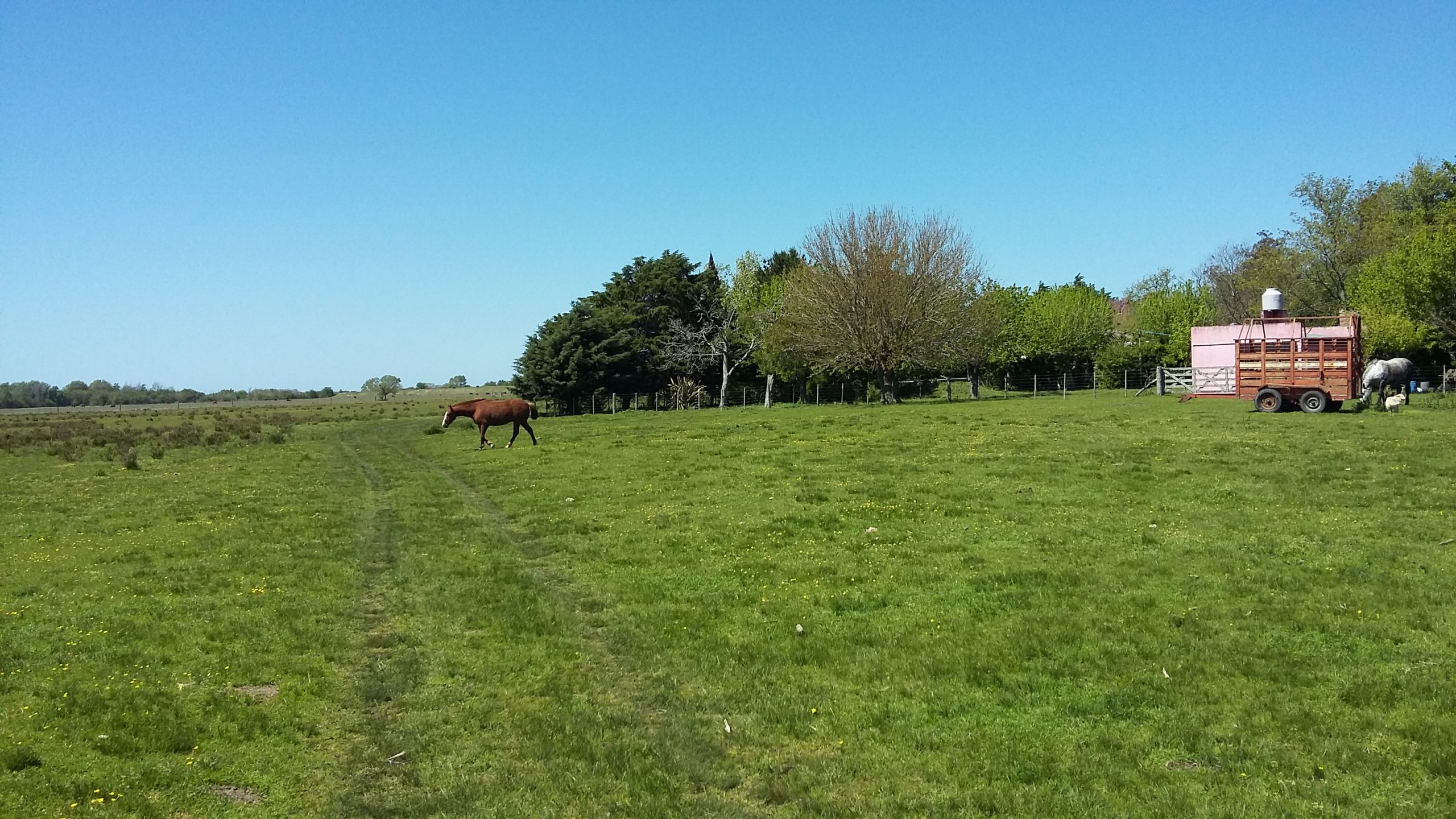 CAMPO en Venta 84 has en Castelli