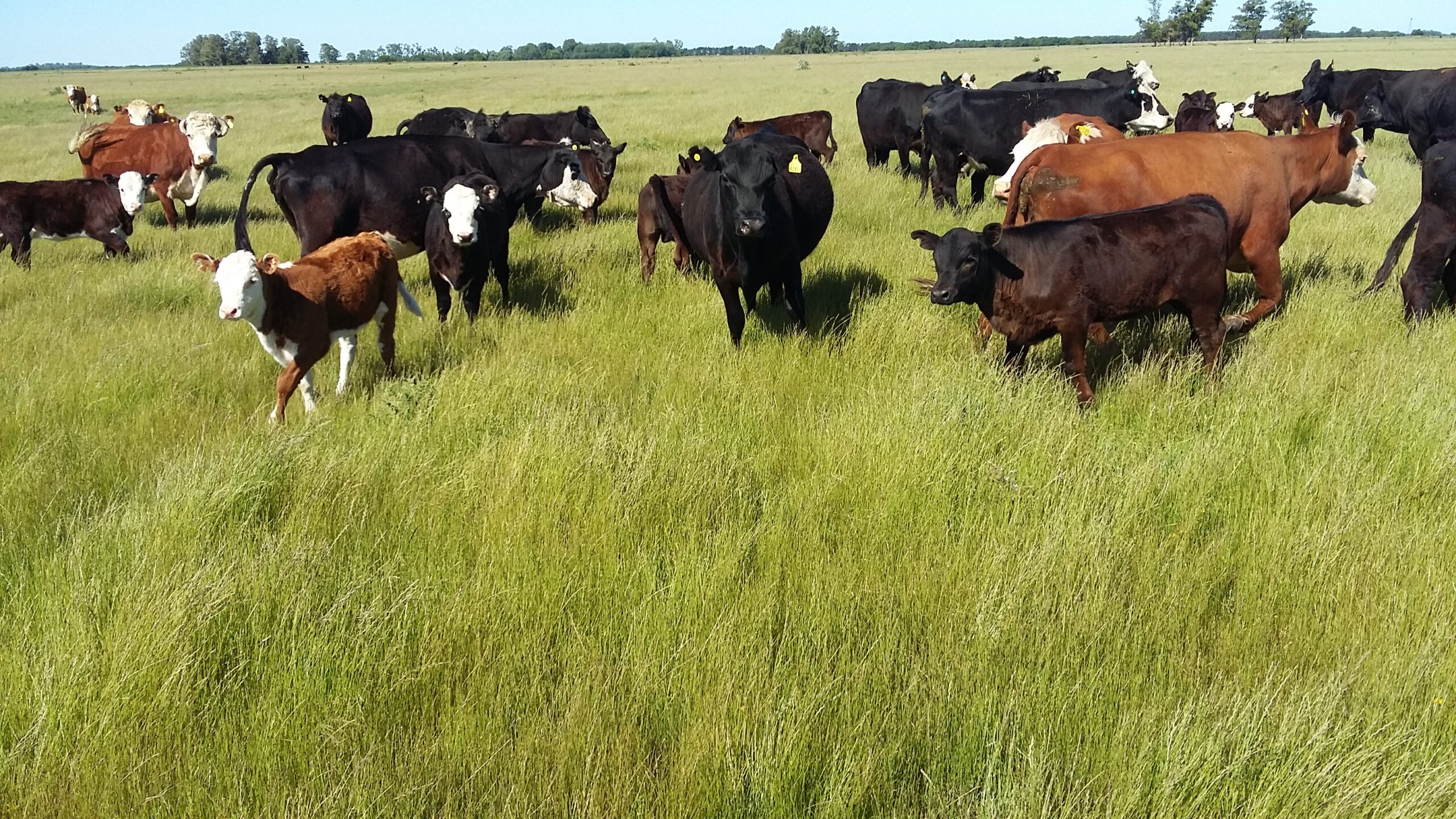 CAMPO en Venta 84 has en Castelli