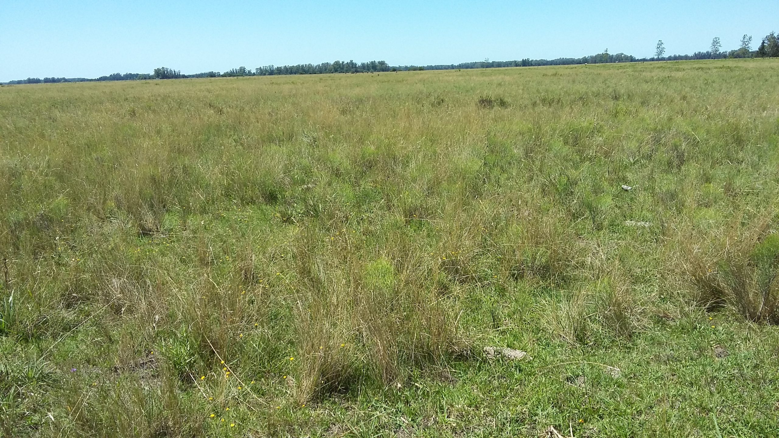 CAMPO en Venta Punta Indio 12,5 hectáreas