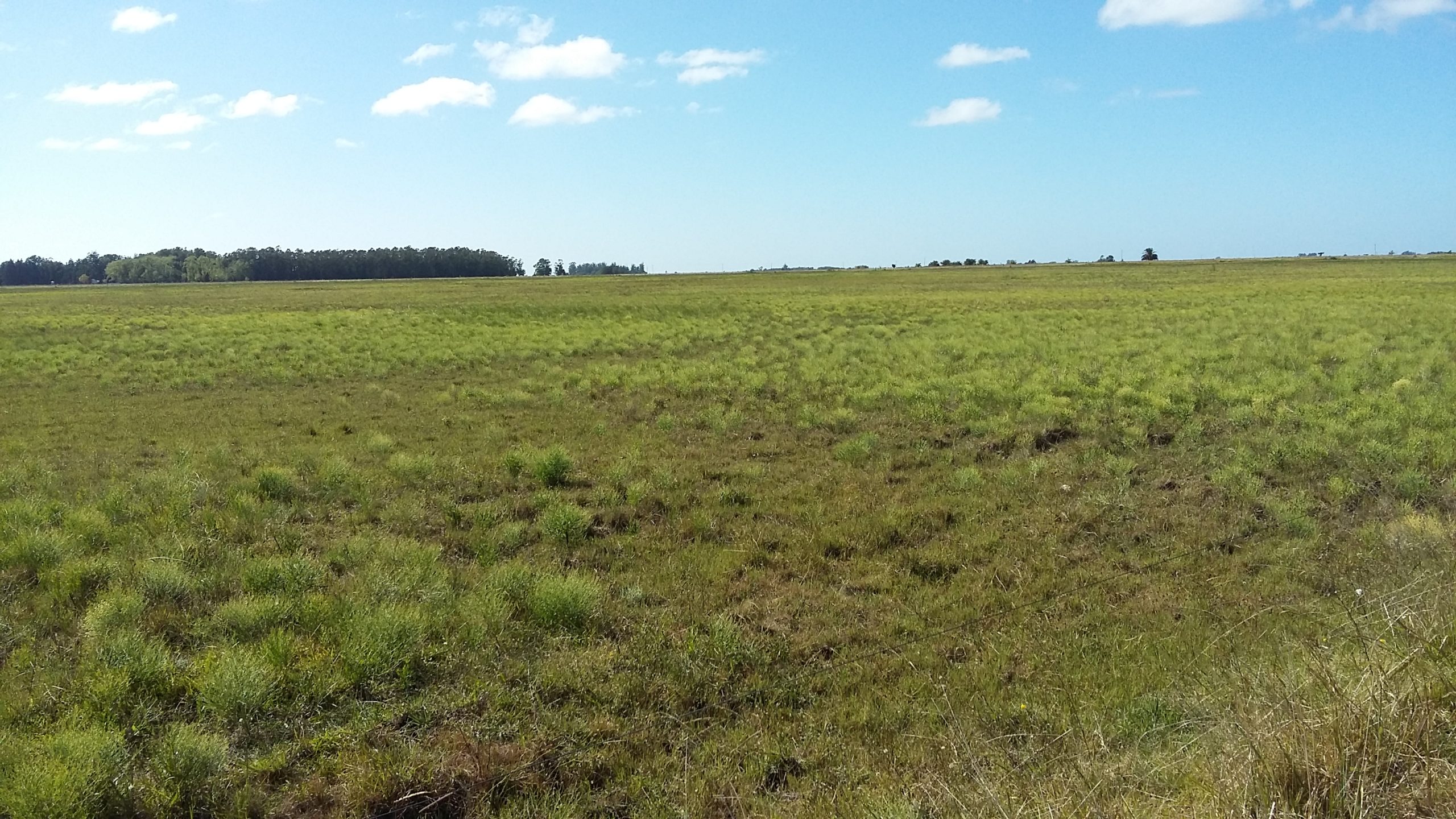 CAMPO en Venta Punta Indio 12,5 hectáreas