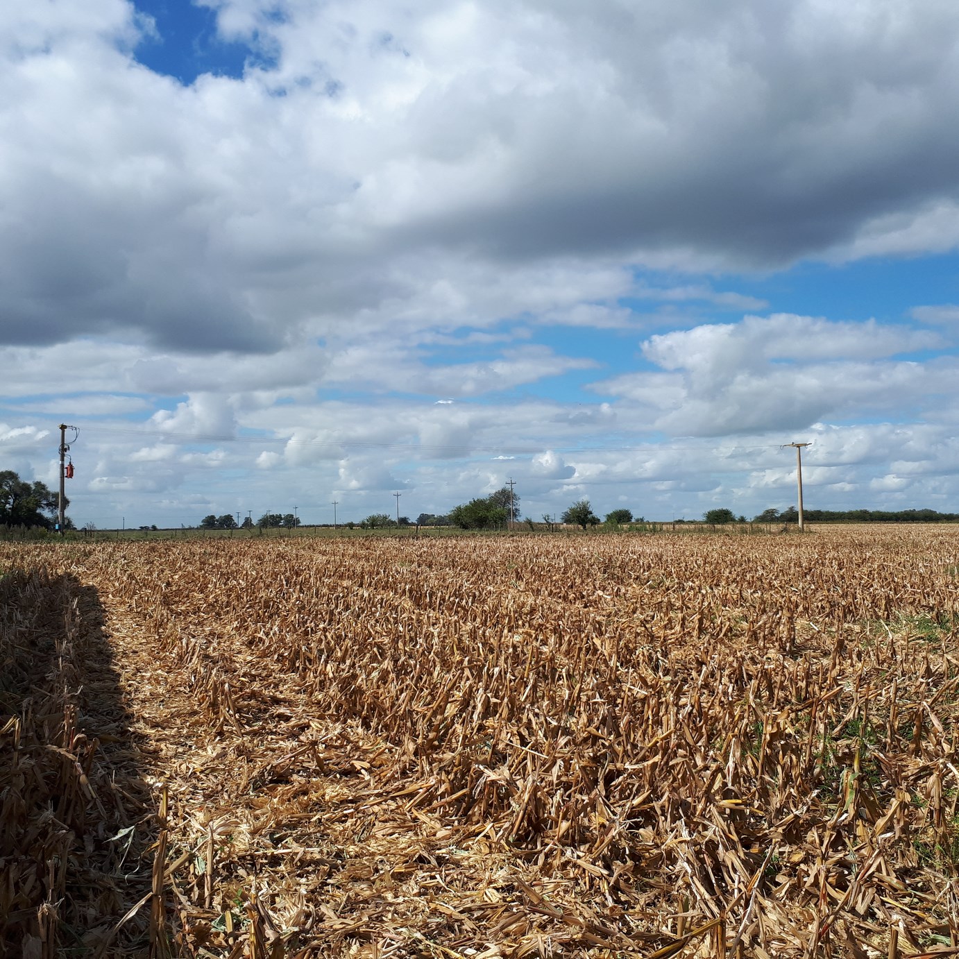 Dos silos y tinglado sobre acceso a la Laguna de Lobos EL CAMPO DE 15 HAS VA GRATIS