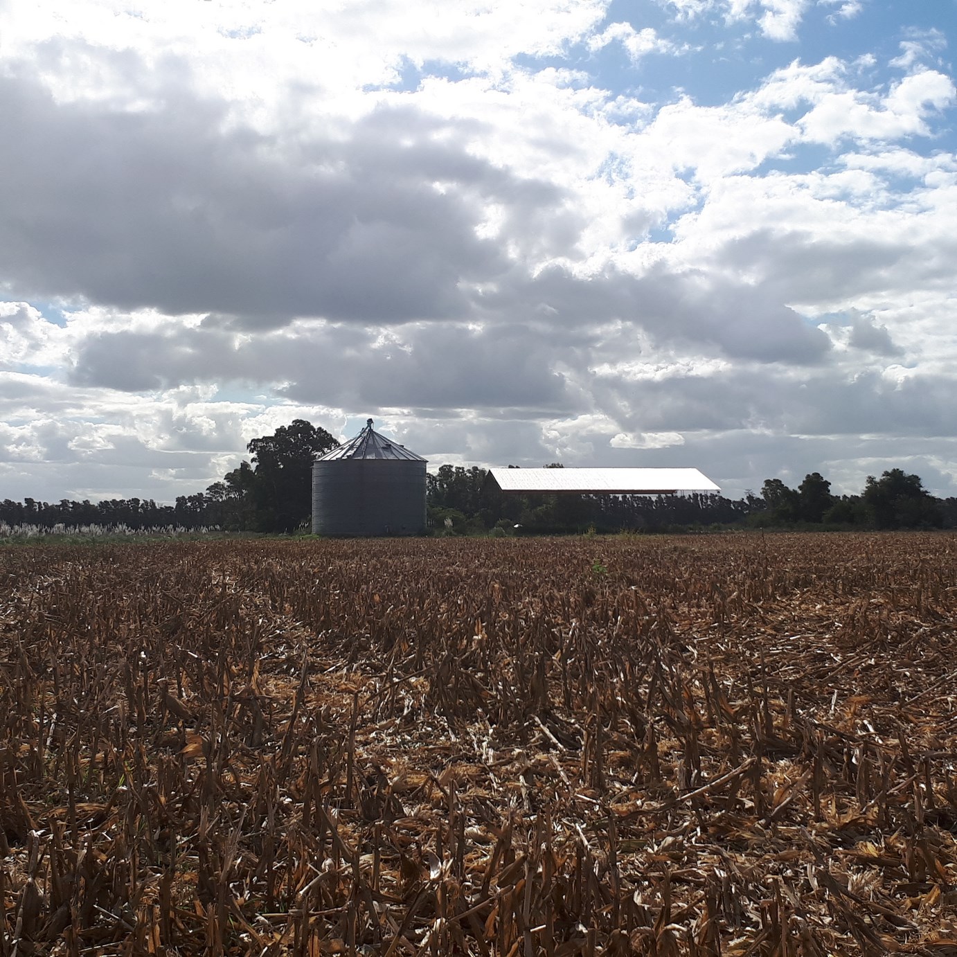 Dos silos y tinglado sobre acceso a la Laguna de Lobos EL CAMPO DE 15 HAS VA GRATIS