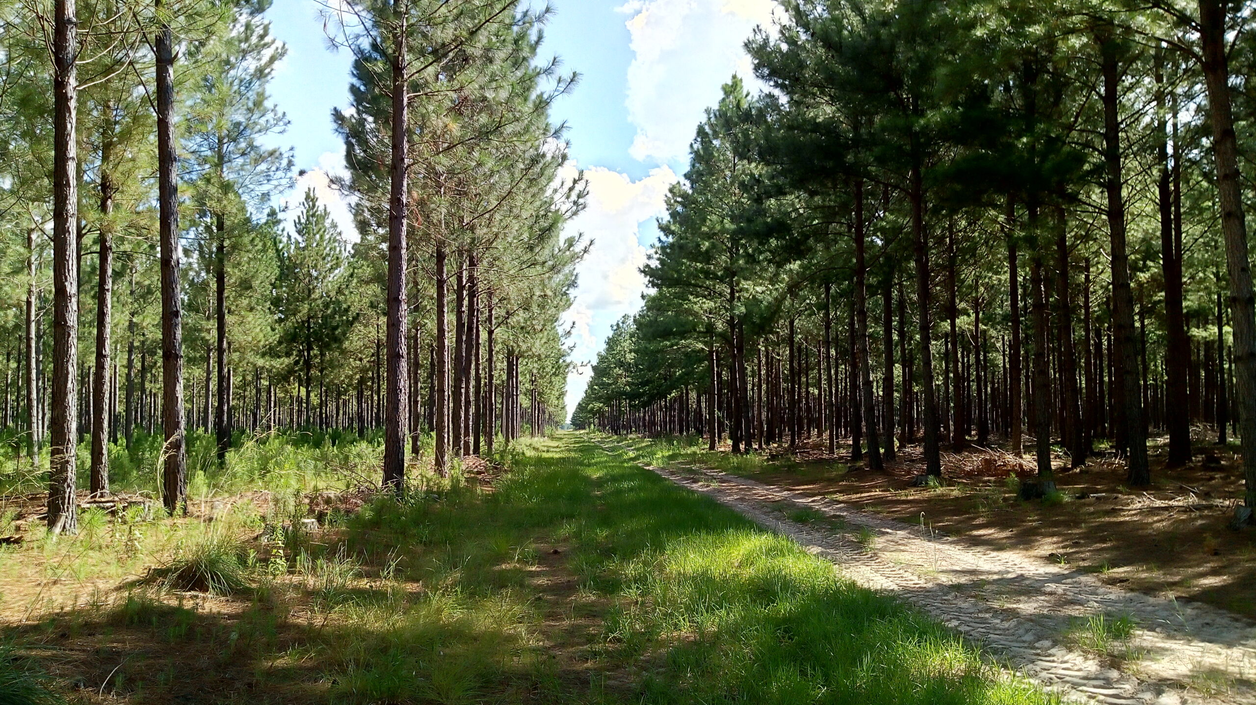 Campo Con Forestación Concepción Corrientes
