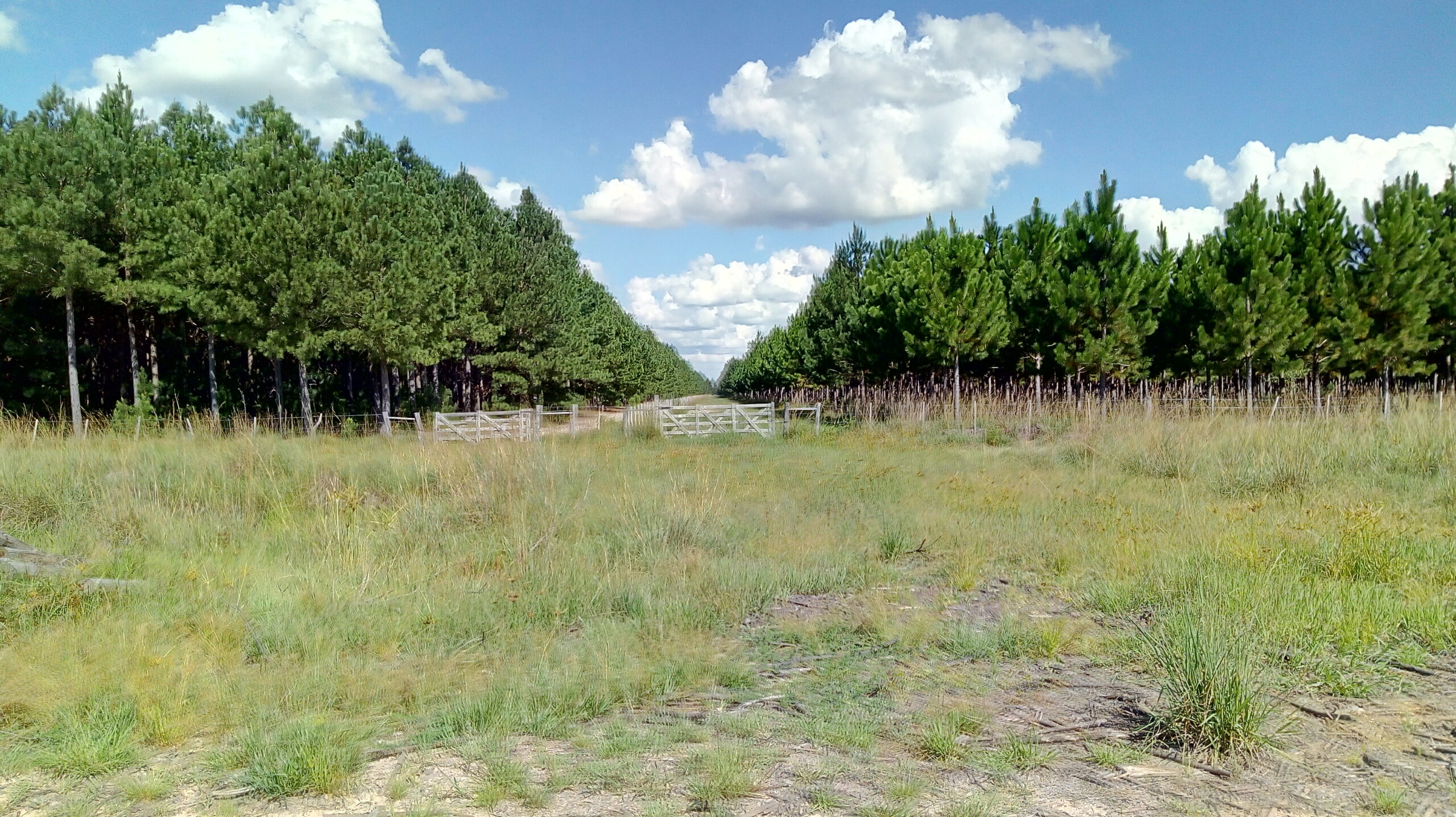 Importante Campo Mixto Frente Ruta 118 San Miguel Corrientes