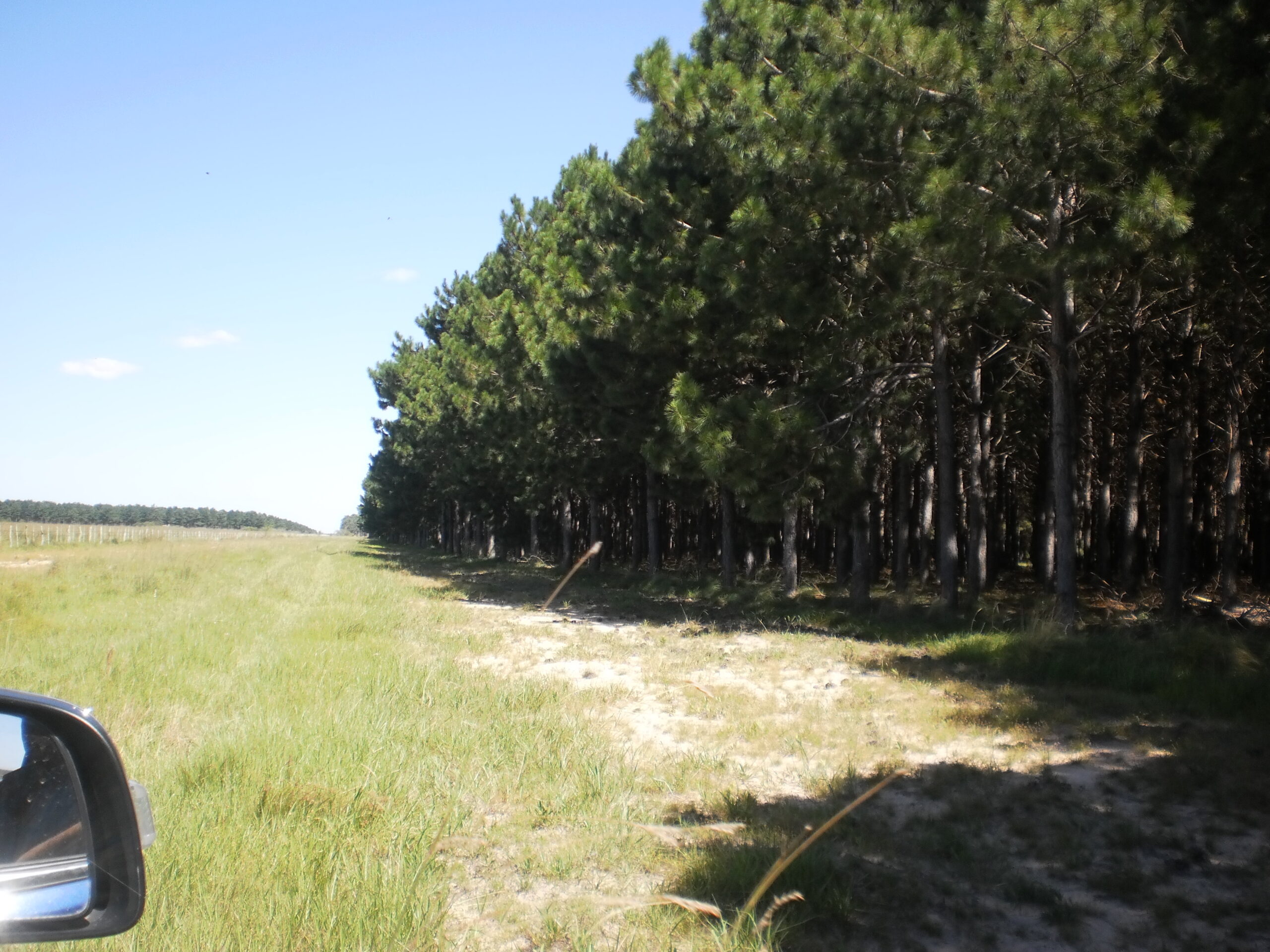 Campo Con Forestación Concepción Corrientes