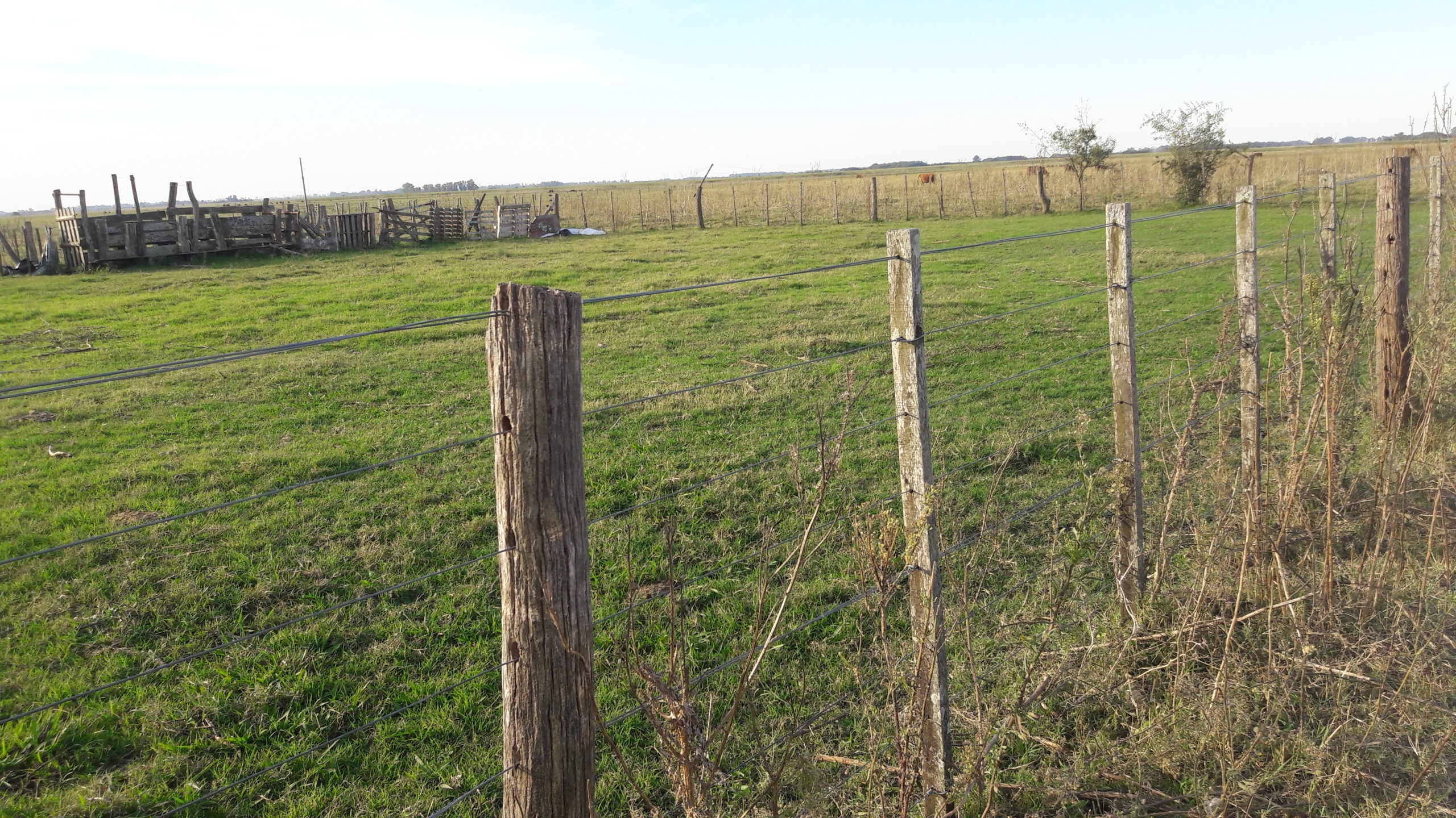CAMPO en Venta en Lezama 91 hectáreas