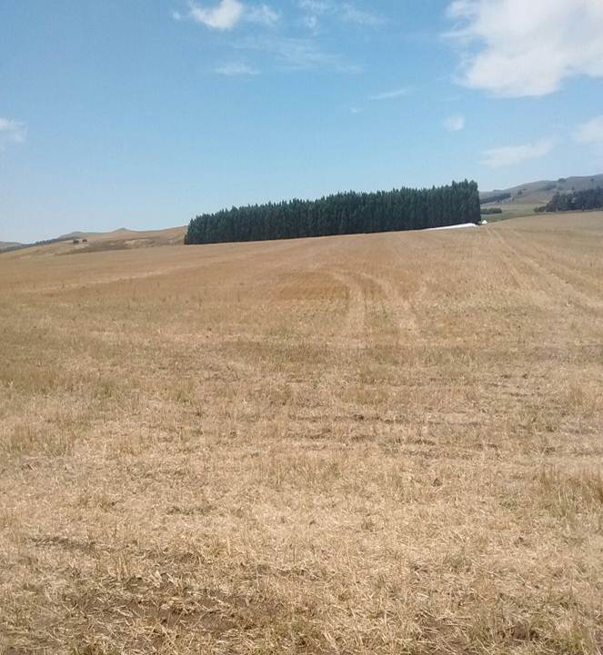 130 HAS AGRICOLAS, TANDIL