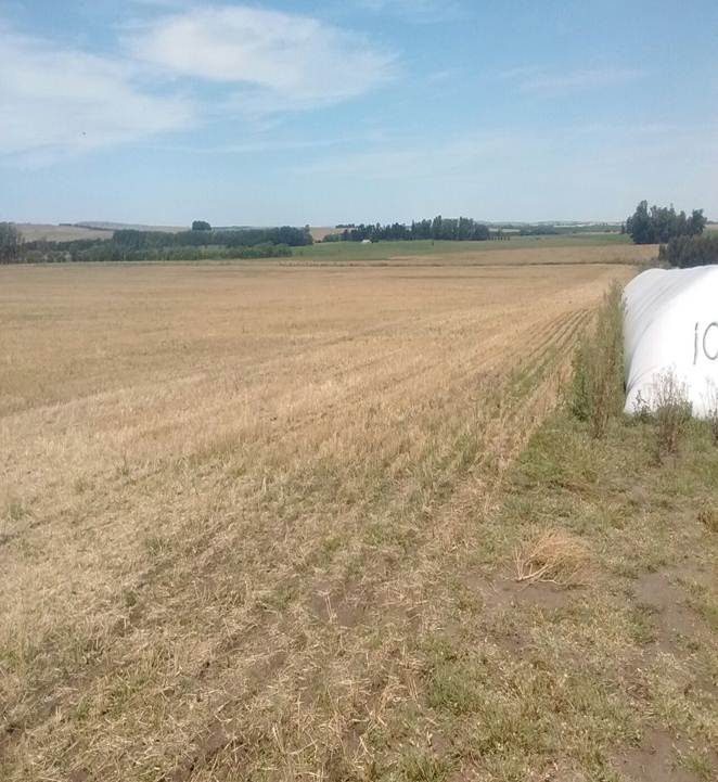 130 HAS AGRICOLAS, TANDIL