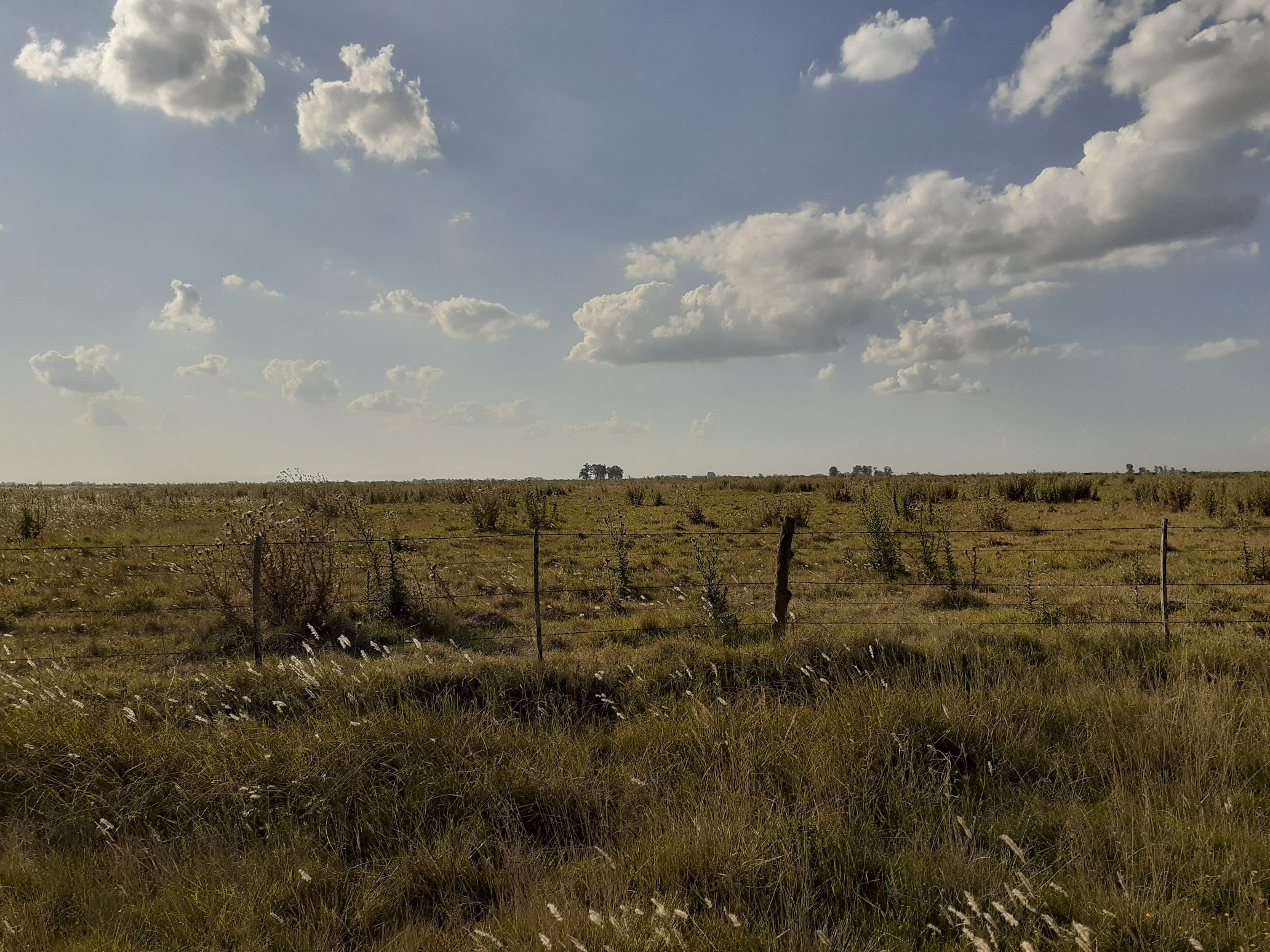Campo Ganadero En Roque Perez Muy Bien Ubicado