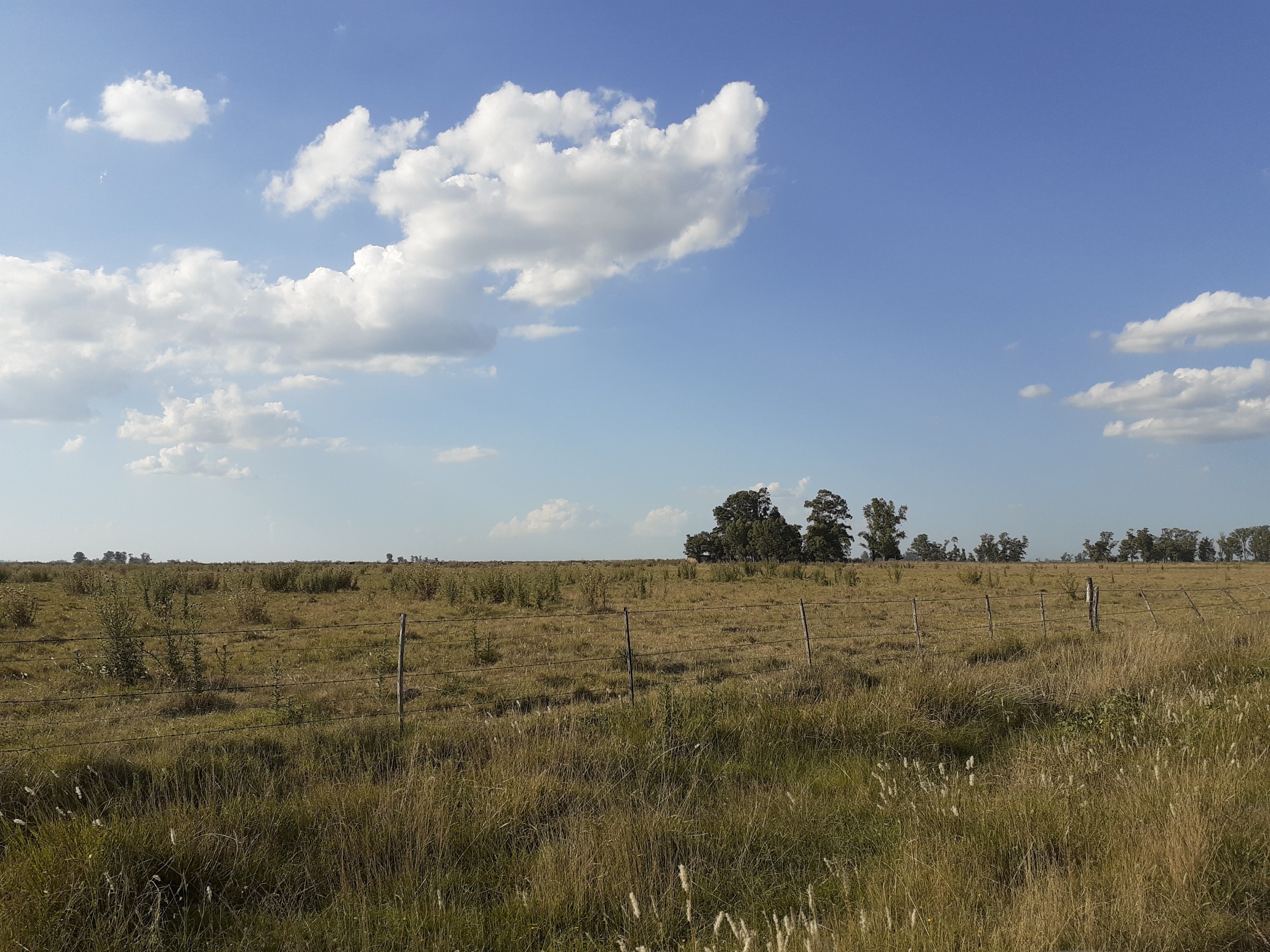 Campo Ganadero En Roque Perez Muy Bien Ubicado