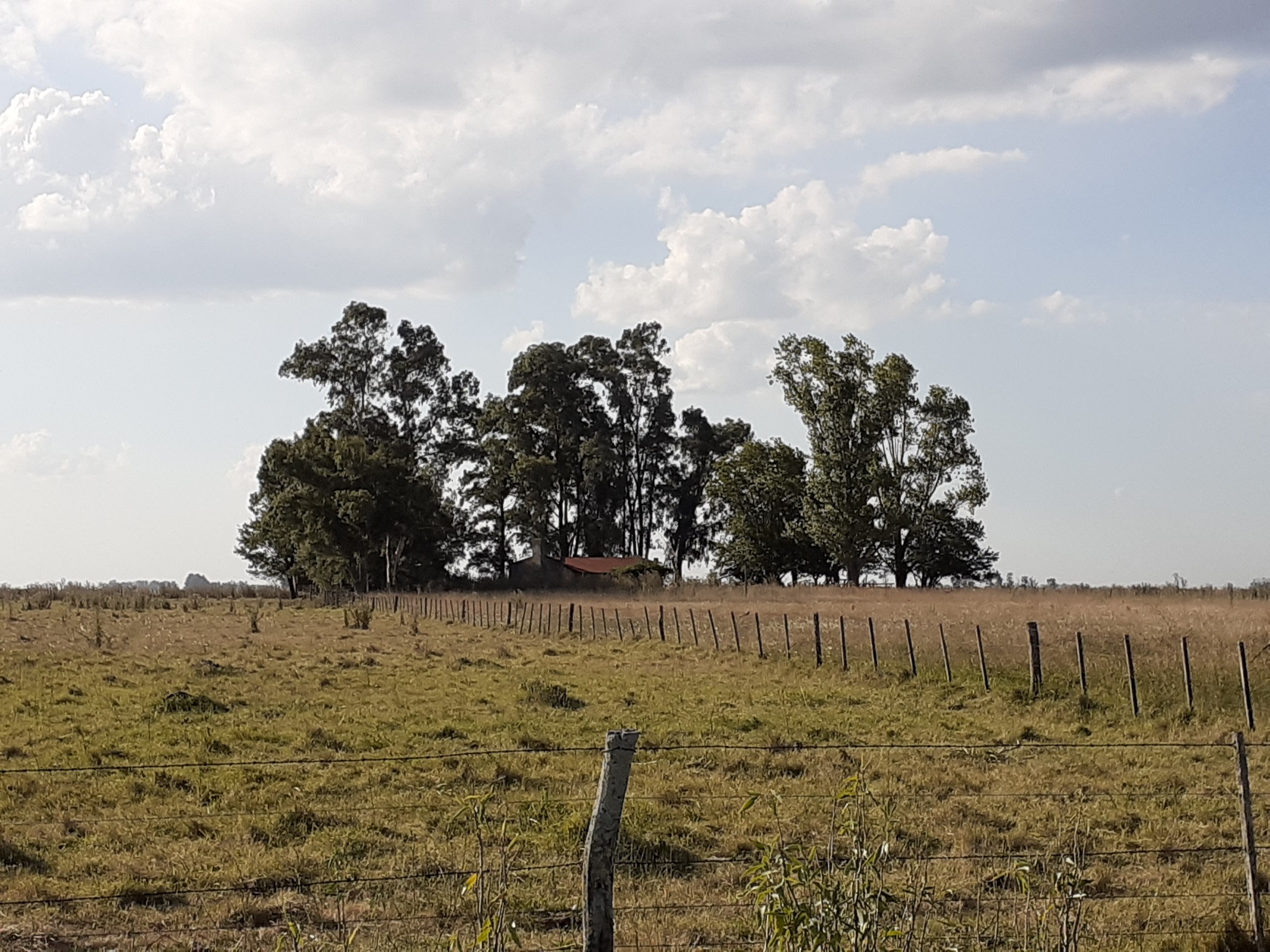 Campo Ganadero En Roque Perez Muy Bien Ubicado