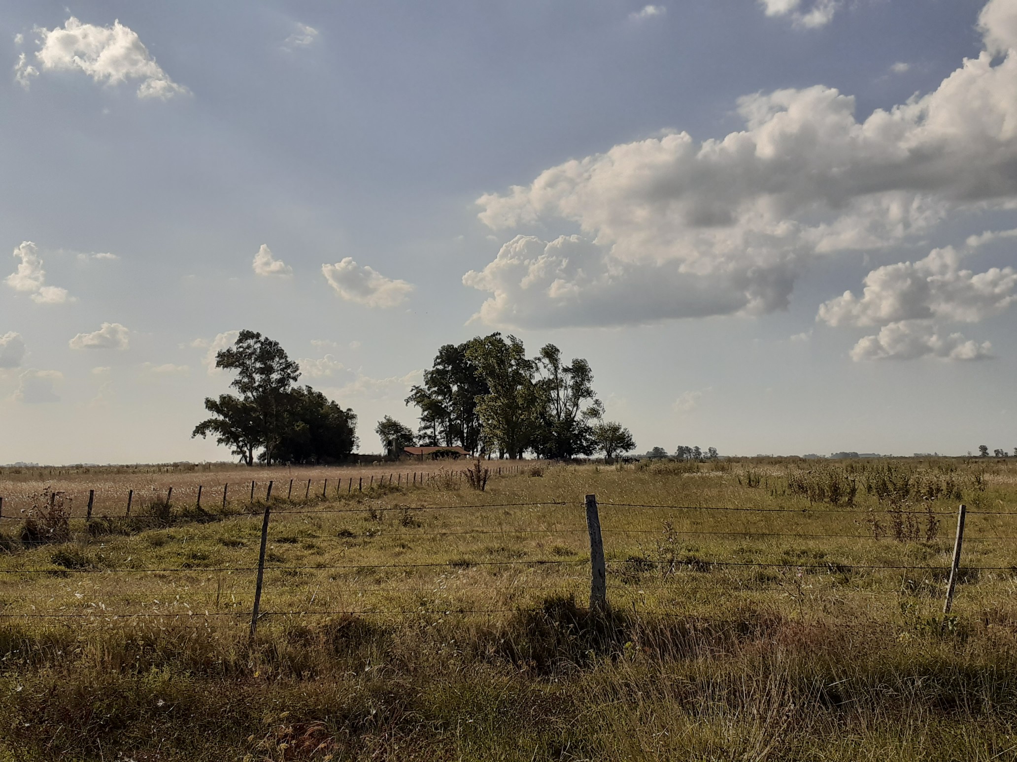 Campo Ganadero En Roque Perez Muy Bien Ubicado