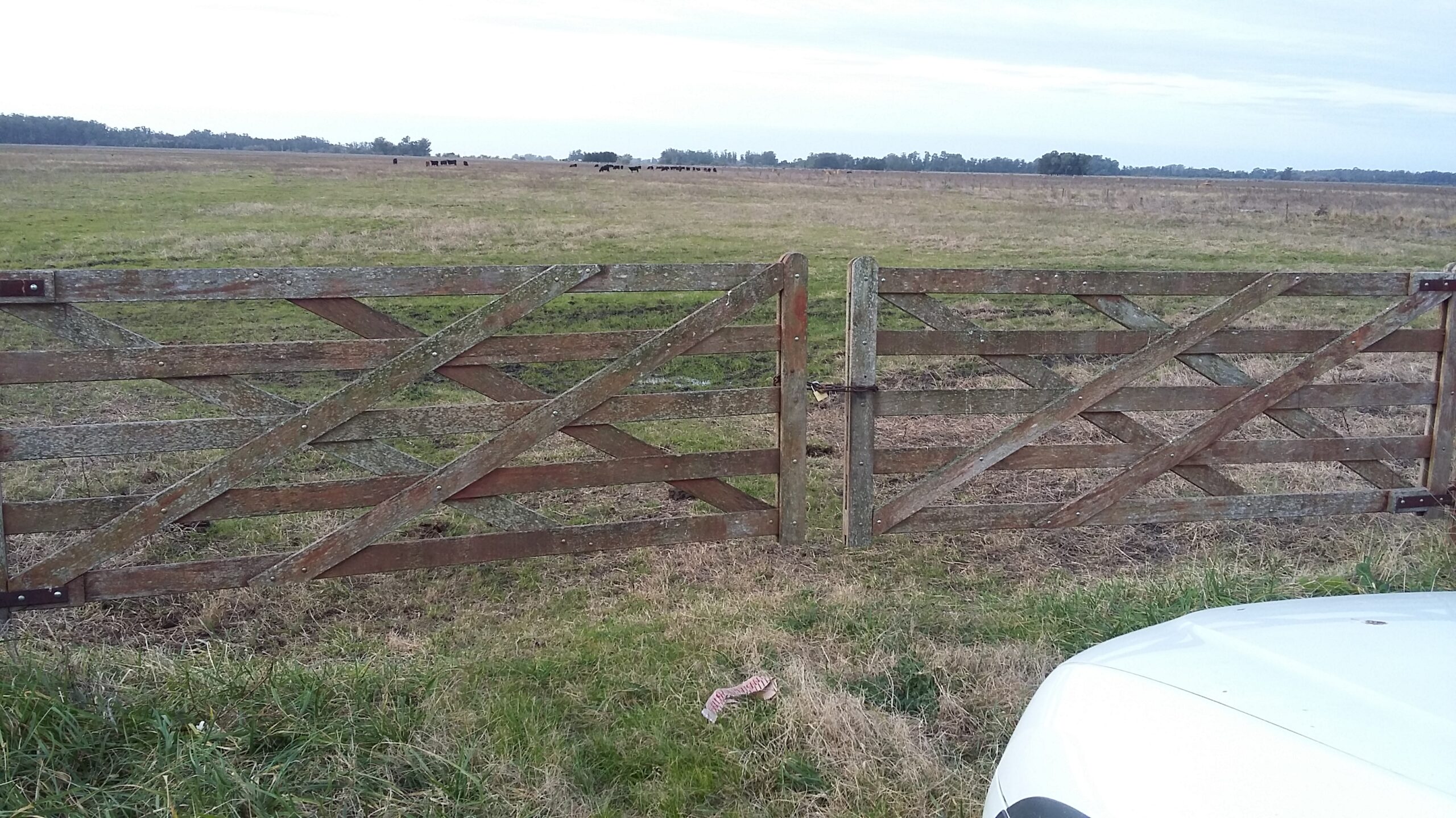Campo 93 Hectáreas sobre Ruta Punta Indio – Buenos Aires