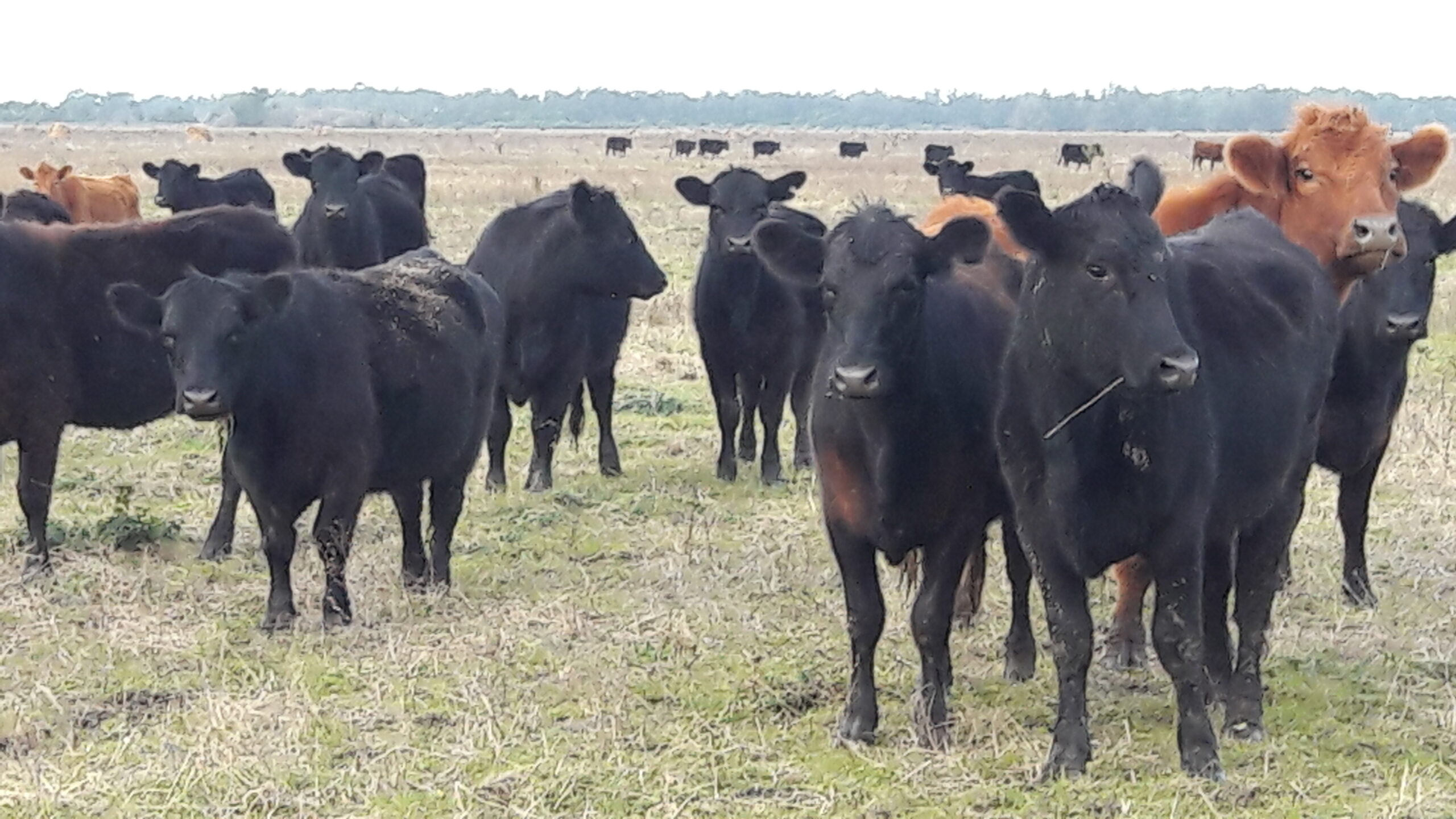 Campo 93 Hectáreas sobre Ruta Punta Indio – Buenos Aires