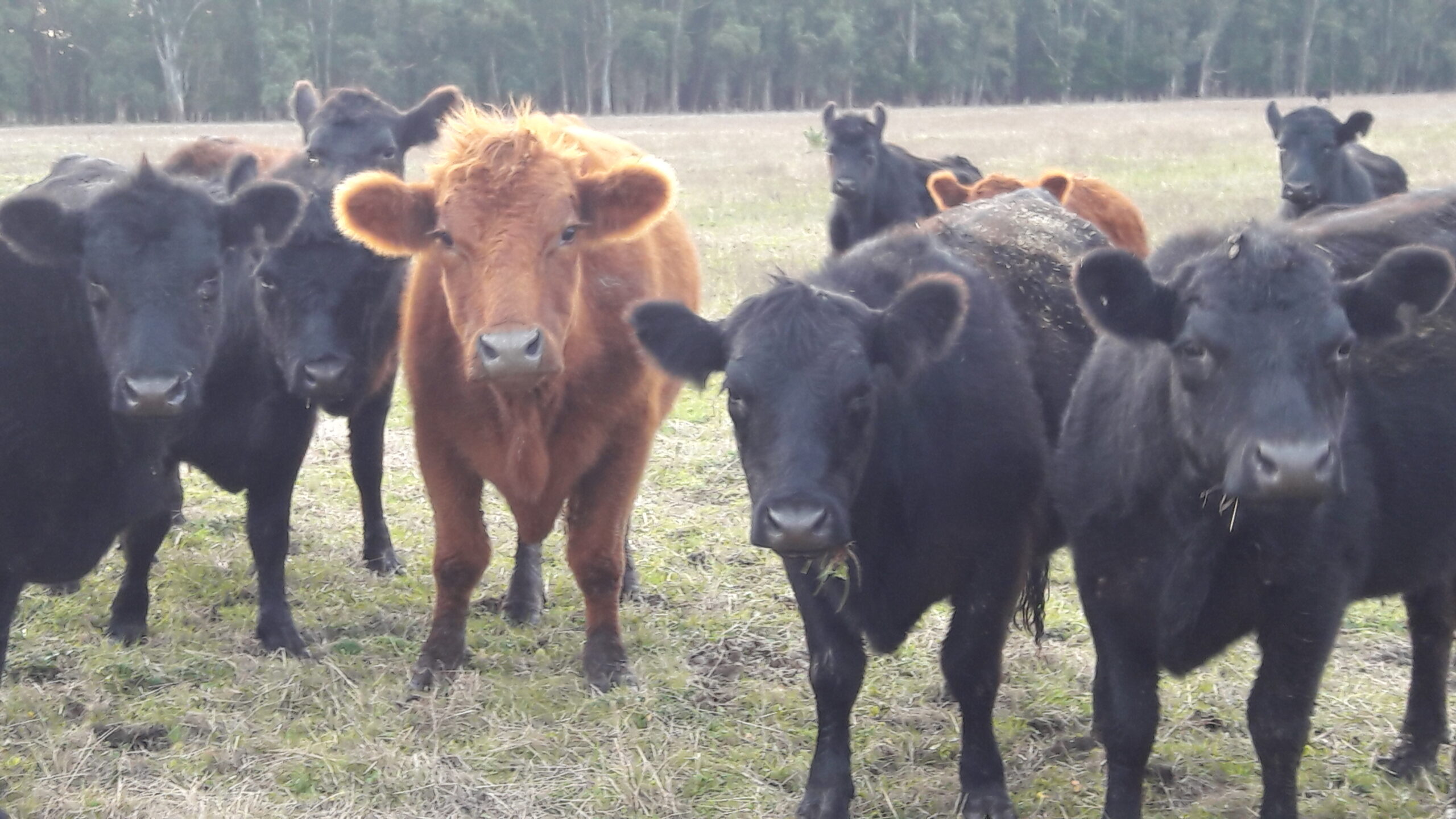 Campo 93 Hectáreas sobre Ruta Punta Indio – Buenos Aires