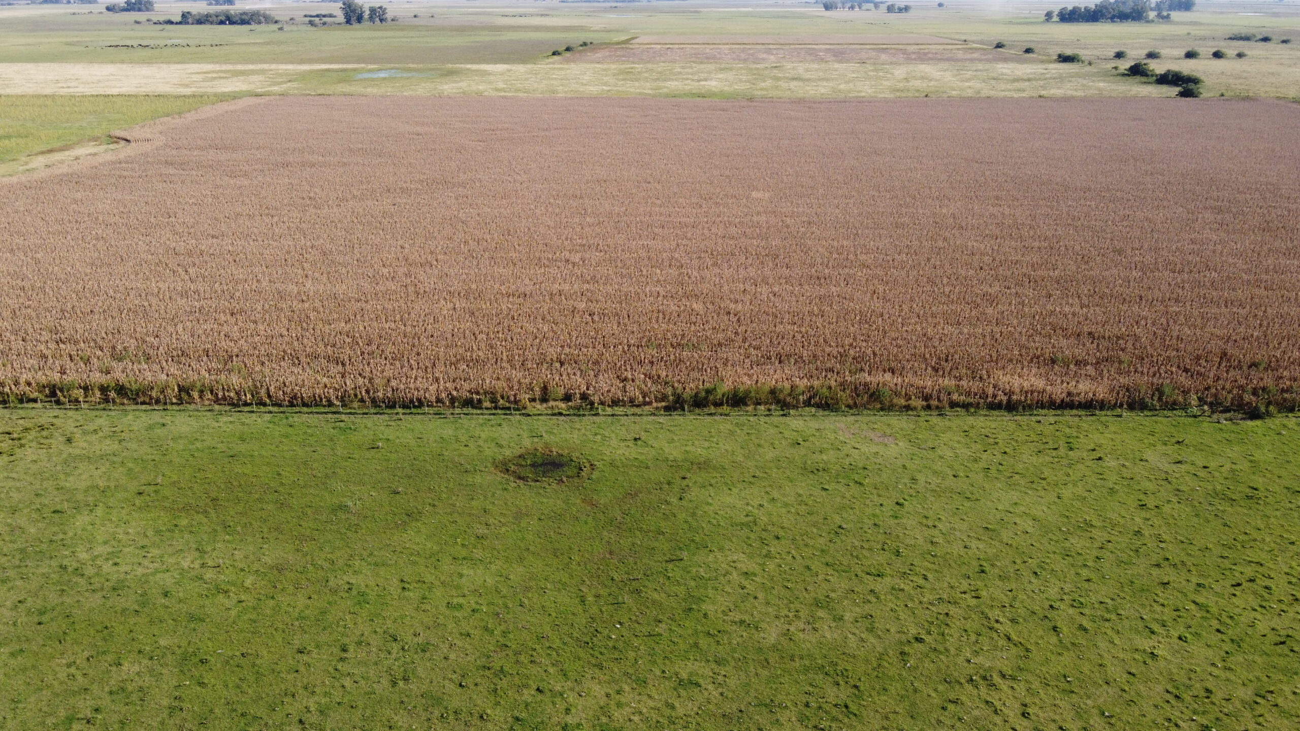 CAMPO en Venta en Lezama 91 hectáreas