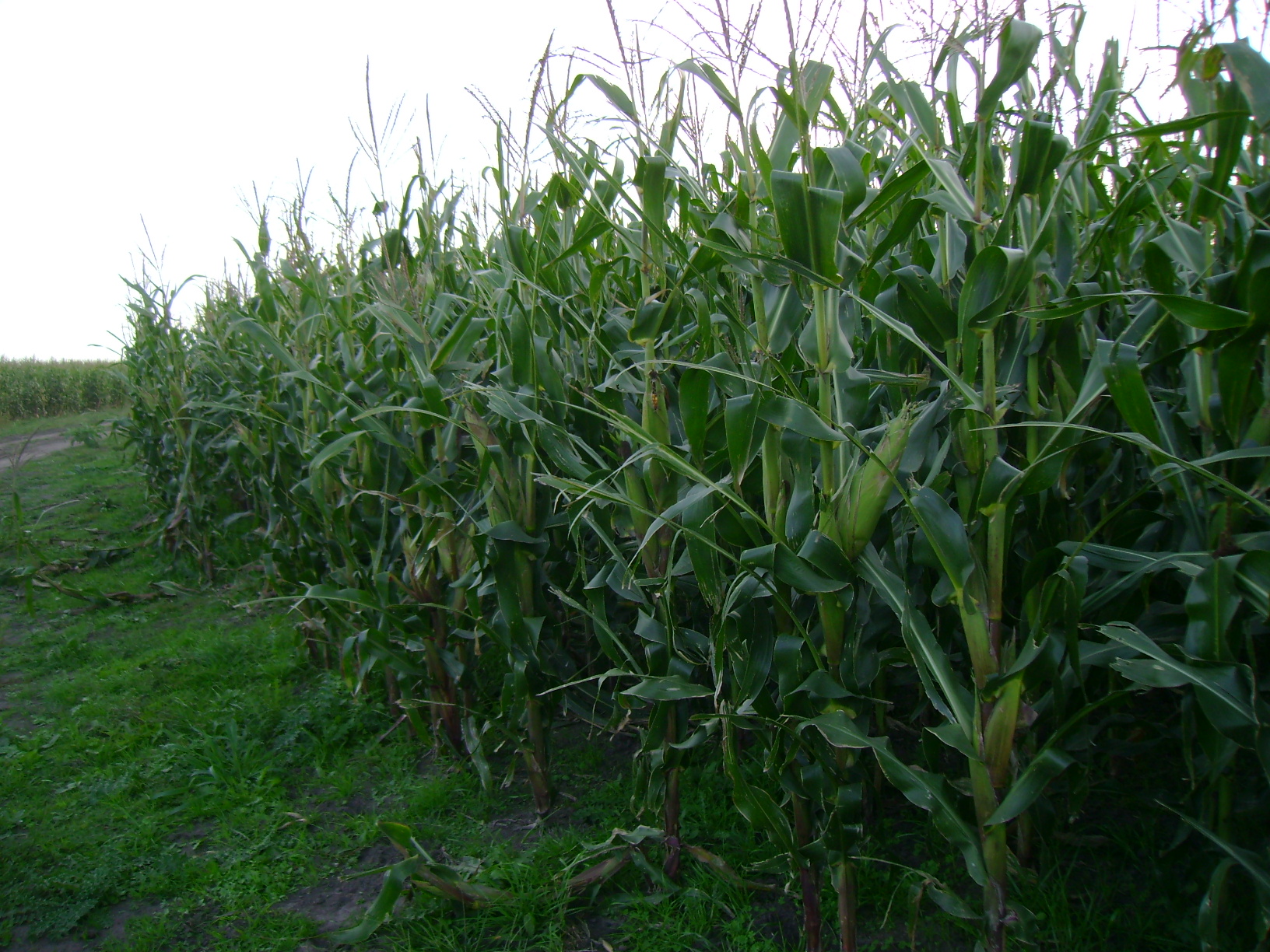 Campo 183 Hectáreas en Chascomús – 70% Agrícola