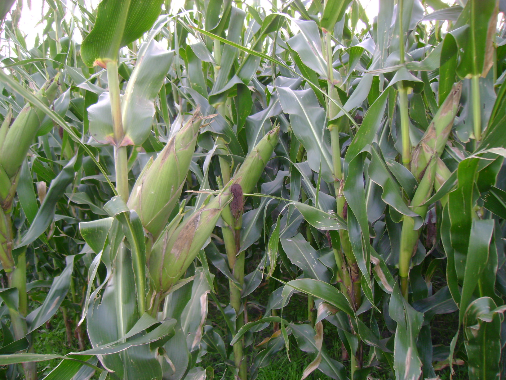 Campo 183 Hectáreas en Chascomús – 70% Agrícola