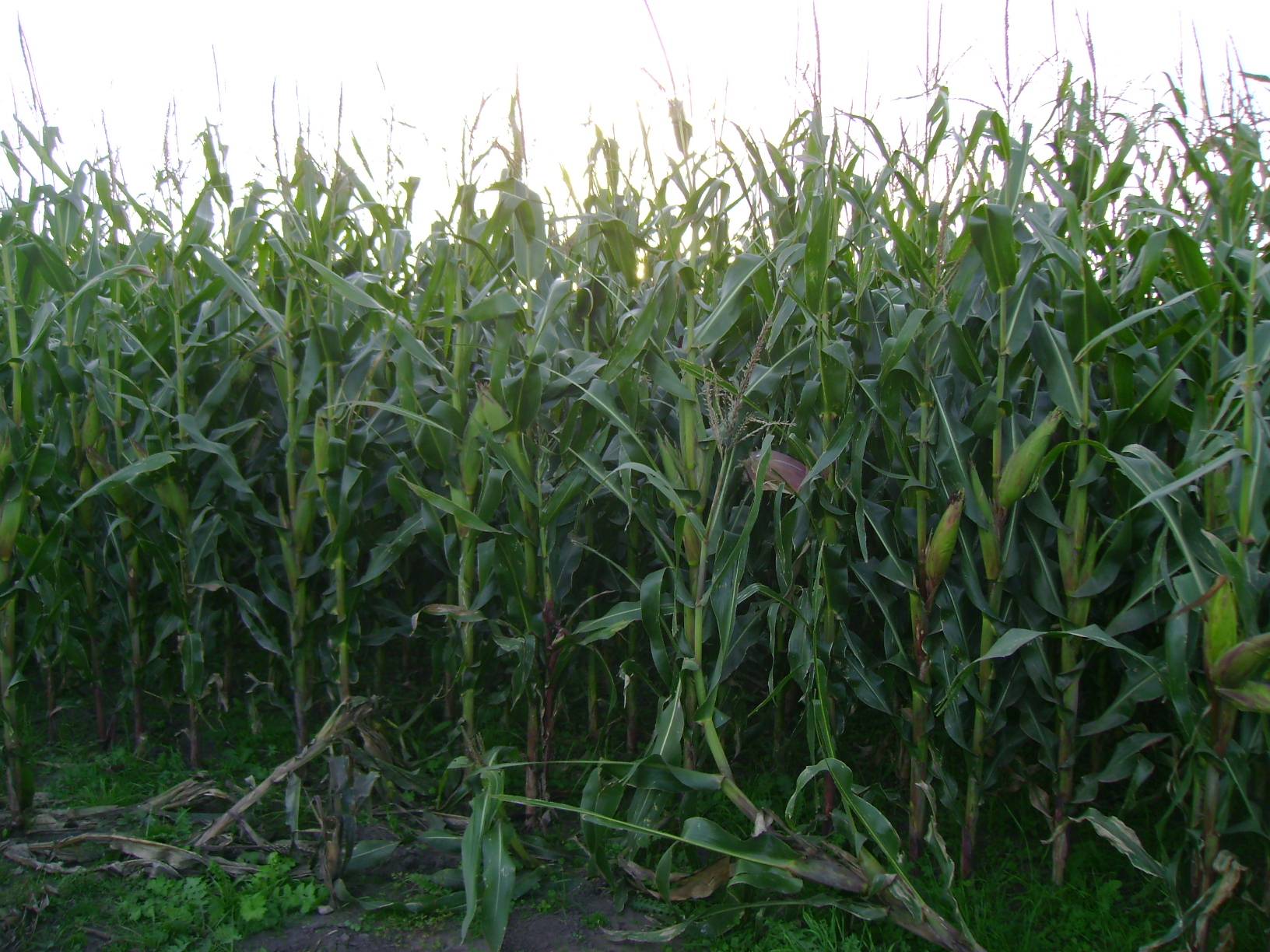 Campo 183 Hectáreas en Chascomús – 70% Agrícola