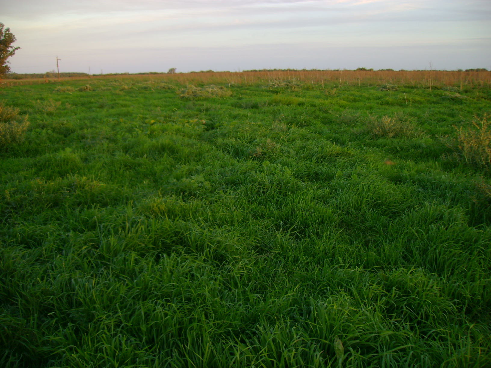 Campo 183 Hectáreas en Chascomús – 70% Agrícola