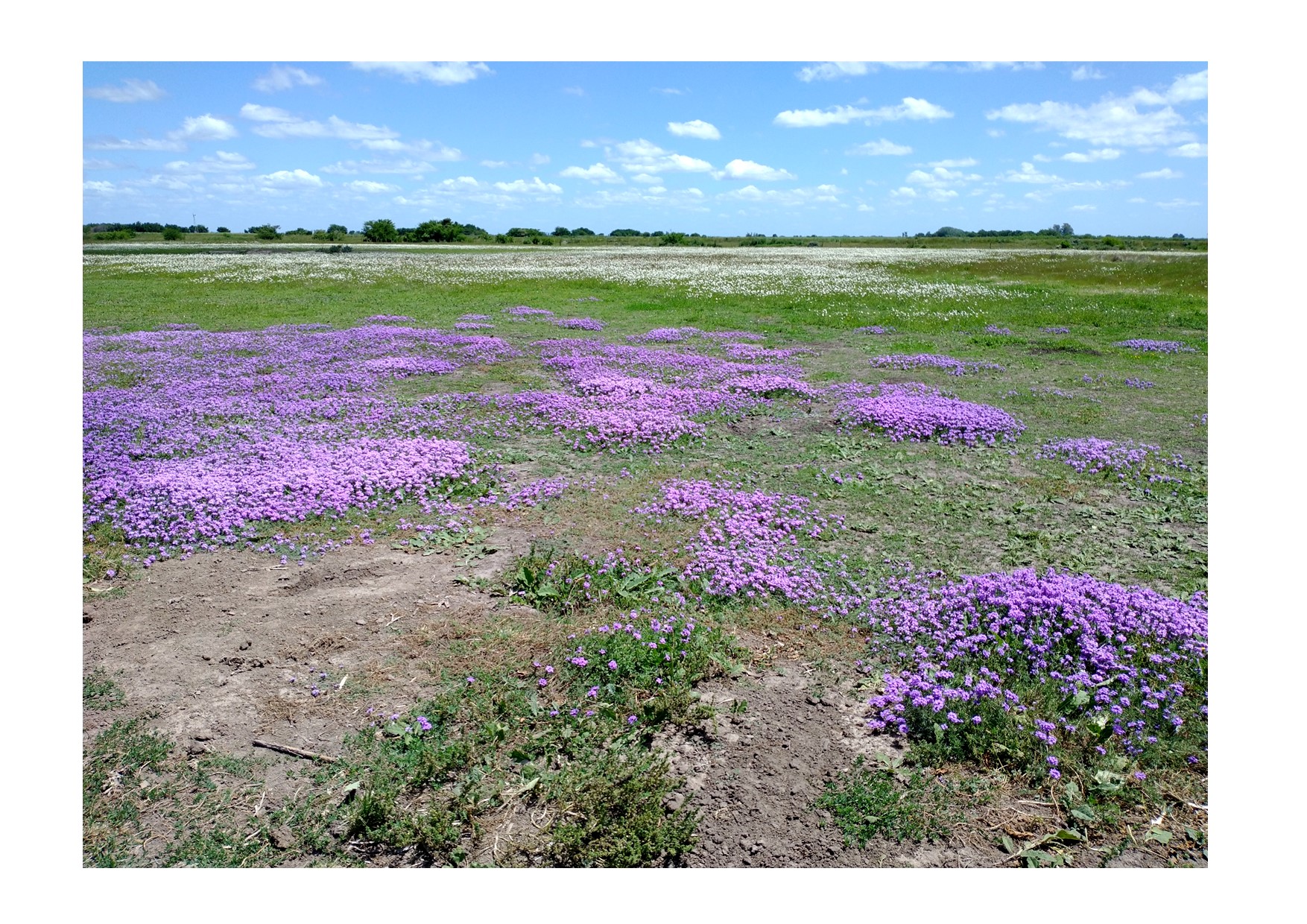 Campo 183 Hectáreas en Chascomús – 70% Agrícola