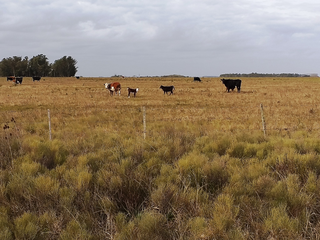 Campo en Venta Punta Indio – 115 hectáreas