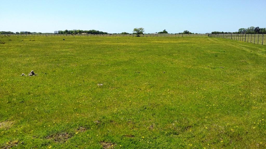 CAMPO en Venta 84 has en Castelli