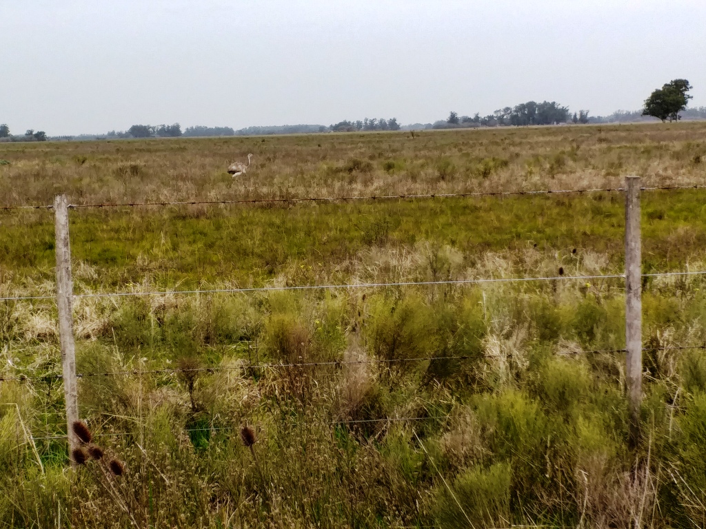 Campo en Venta Punta Indio – 115 hectáreas