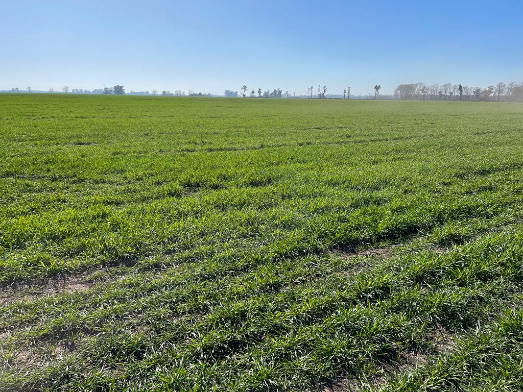 Campo en General Rodríguez, Bs.As.