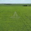 130 HA  SAN GREGORIO, SANTA FE. CAMPO MIXTO