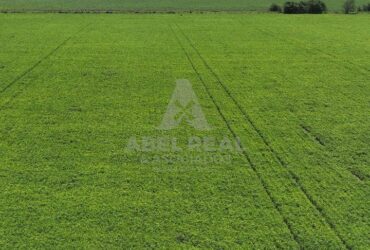 130 HA  SAN GREGORIO, SANTA FE. CAMPO MIXTO