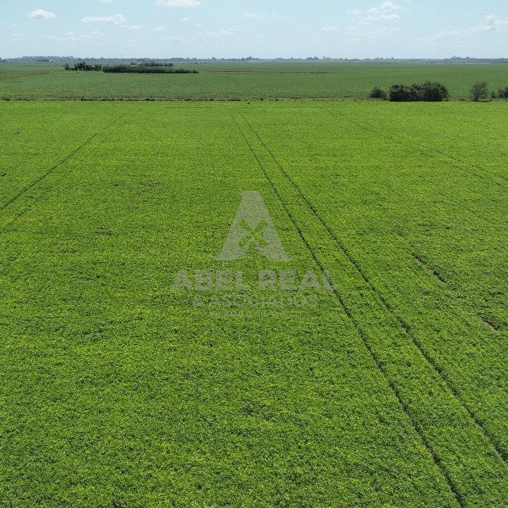 130 HA  SAN GREGORIO, SANTA FE. CAMPO MIXTO