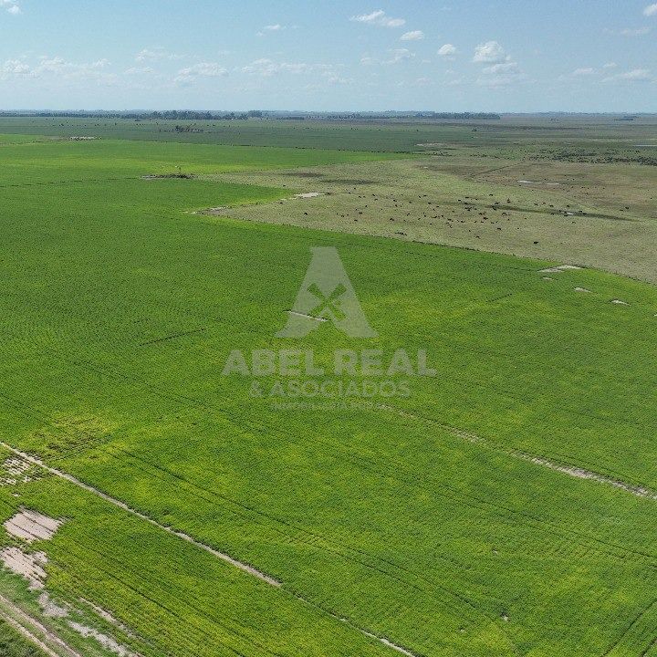 130 HA  SAN GREGORIO, SANTA FE. CAMPO MIXTO