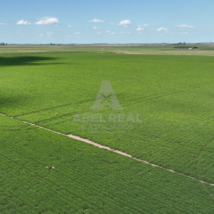 130 HA  SAN GREGORIO, SANTA FE. CAMPO MIXTO