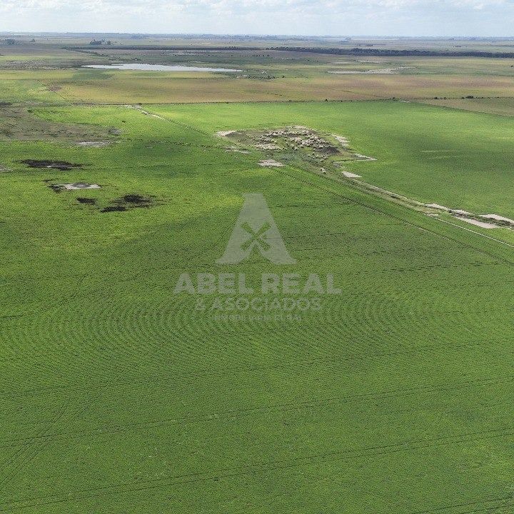 130 HA  SAN GREGORIO, SANTA FE. CAMPO MIXTO
