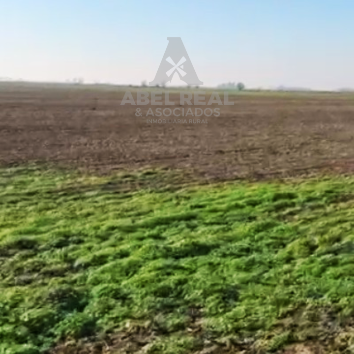 60 ha L.N. Alem