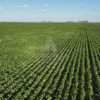 110 ha Ameghino