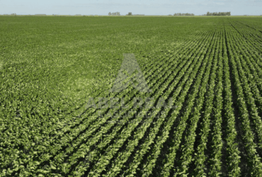 110 ha Ameghino