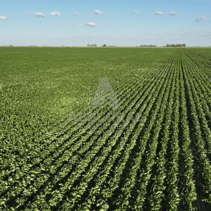 110 ha Ameghino