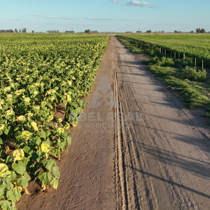110 ha Ameghino