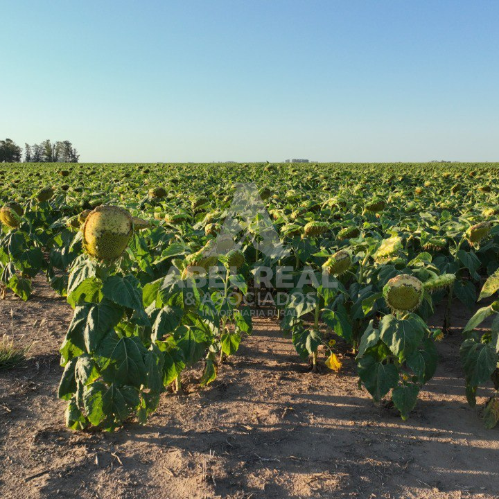 110 ha Ameghino