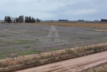 380 ha Blaquier