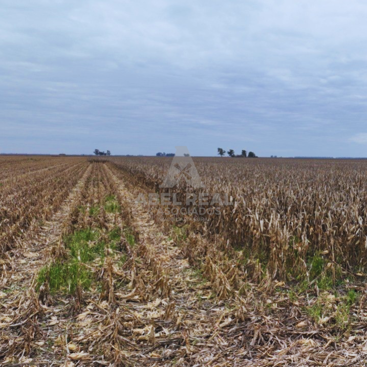 380 ha Blaquier