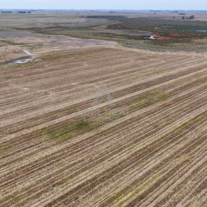 380 ha Blaquier